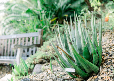 Growing plants