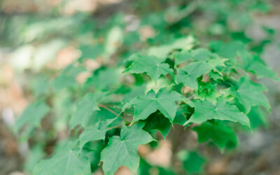 Post 7 : Lorem Ipsum Dummy Text