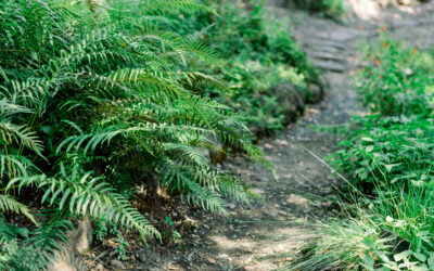 Post 6 : Lorem Ipsum Dummy Text