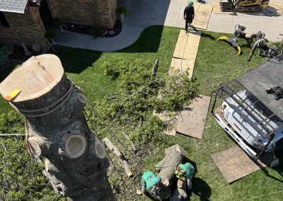 tree care