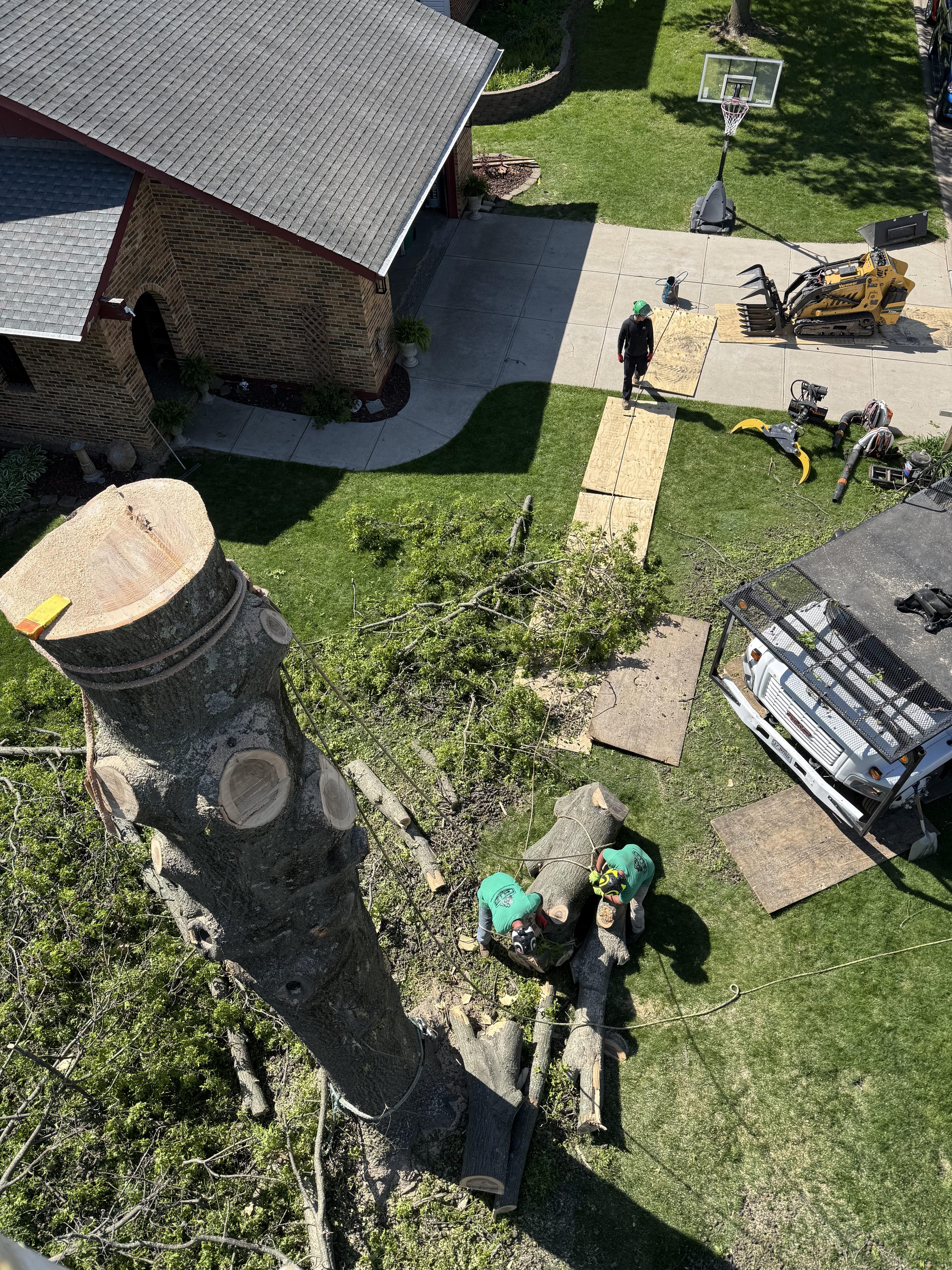 tree care